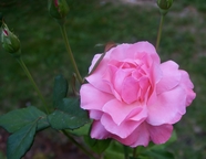 粉红色野玫瑰图片
