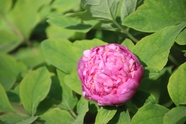 粉色洛阳牡丹花图片