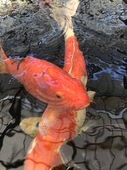 锦鲤池红色锦鲤鱼图片