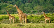 非洲森林野生长颈鹿图片