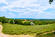 欧洲农场茶园风景图片