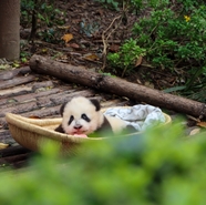 成都动物园大熊猫图片