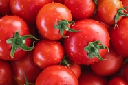 新鲜健康有机番茄图片