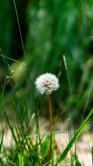 野生蒲公英植物图片