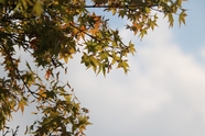 秋天天空枫叶图片