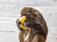可爱猴子吃香蕉图片