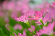 粉色水仙花图片