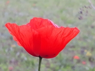 一朵红色罂粟花图片