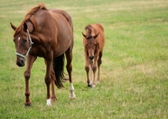 草地母马和小马驹图片