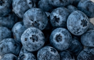 新鲜有机美国蓝莓图片