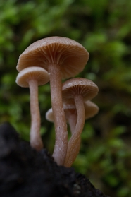 森林野生真菌蘑菇图片