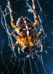 蛛形纲动物蜘蛛图片