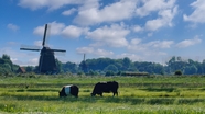 荷兰牧场风车奶牛图片