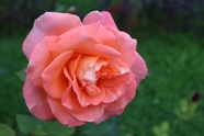 粉色月季玫瑰图片