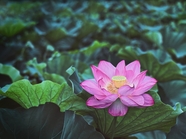 唯美菡萏莲花图片