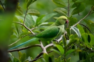 树林枝头绿色鹦鹉图片