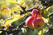 秋季苹果树嘎啦果图片