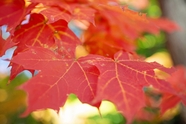 初秋红色枫树叶图片
