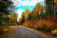 秋天树林小路风景图片