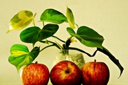 清新绿色盆栽红苹果图片