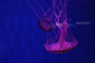 蓝色深海海蜇水母图片