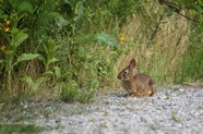 路边觅食小野兔图片