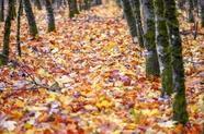 秋天树林满地落叶图片