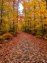 秋天森林美景图片
