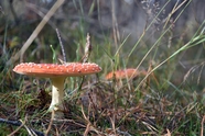 草丛红色毒菌蘑菇图片