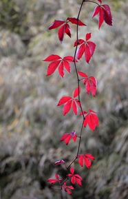 红色野生藤蔓图片
