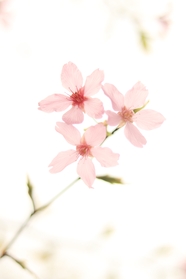 春天粉色樱花图片背景