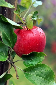 雨后苹果树红苹果图片