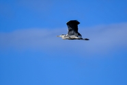 高空自由飞翔的灰鹭图片