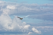 高空展翅翱翔的热带海鸟图片