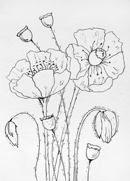 罂粟花手绘简笔画图片