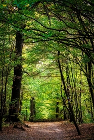 绿意盎然森林小路图片