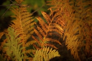 金秋时节蕨类摄影图片