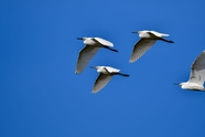 蓝色天空飞行的白鹭图片
