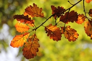秋天橡树叶子图片