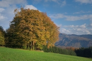 秋天草地树林山峰风景图片