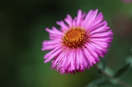 新英格兰翠菊图片