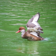 池塘野生铃鸭图片