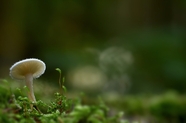 光盘真菌蘑菇图片