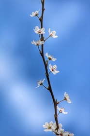 白色梅花枝图片
