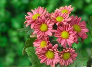 荷兰菊花图片