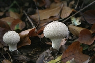 森林地面白色菌类蘑菇图片
