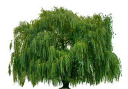 绿色杨柳树图片