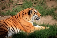 动物园野生东北虎图片