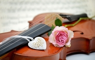 粉色玫瑰小提琴静物摄影图片