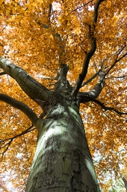 秋天树叶枯黄的大树图片